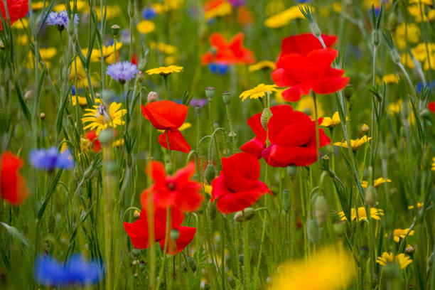 istock beautiful flowers growing on Confetti fields 2175965146