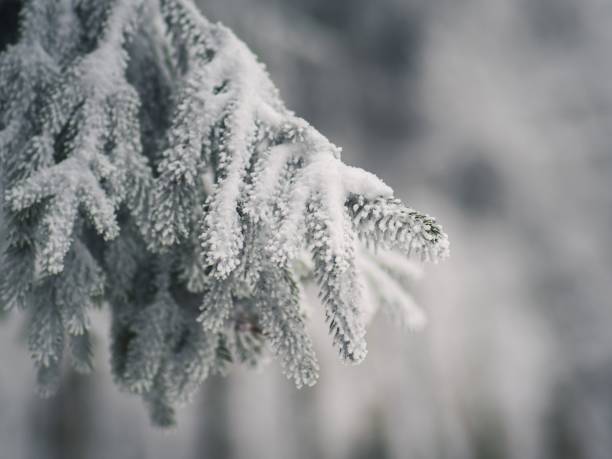istock snow-covered evergreen branches in winter 2175965370