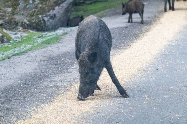 istock Wild boar foraging on a rural road 2175965445