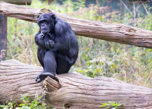 Image of a chimpanzee biting a tree trunk ,Monochrome