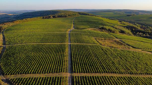istock Aerial view of a lush vineyard under a clear sky. 2175965958