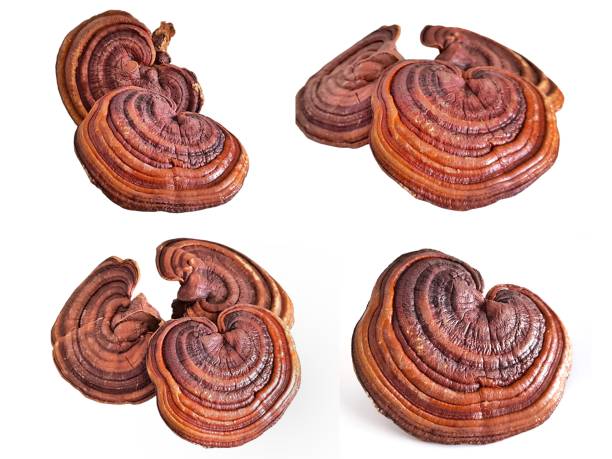 istock Collection of lingzhi or red reishi mushroom isolated on white background. Ganoderma sichuanense. Traditional Chinese herb 2175966021