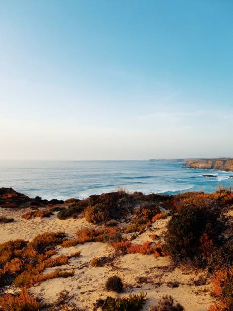 A stunning coastal landscape with sandy dunes, diverse vegetation, and a clear blue ocean under a bright sky.