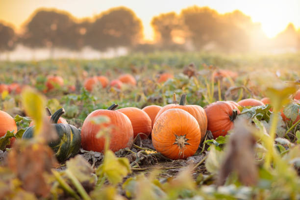 istock Pumpkin field in autumn 2175966517