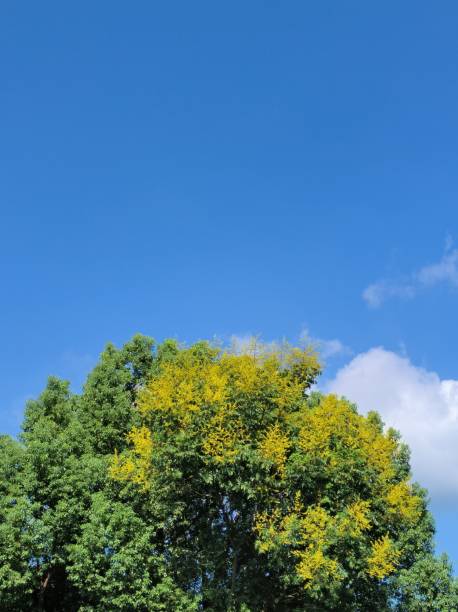 istock Tree with green and yellow foliage against blue sky 2175966633
