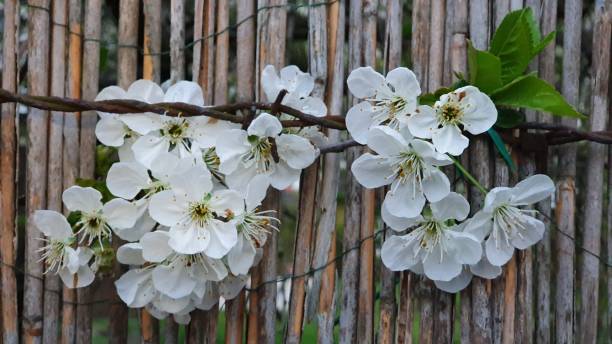istock White cherry blossoms against a wooden fence 2175966650