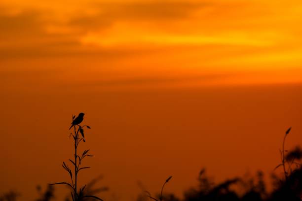 Silhouette of a bird perched on a branch against a vibrant orange sunset sky.