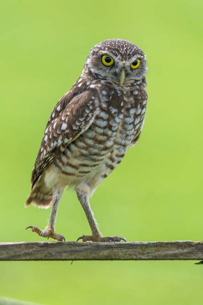 istock Burrowing owl perched on a wooden fence. 2175967473