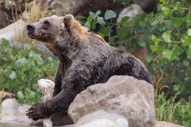 istock Grizzly bear in a natural habitat setting, sitting among rocks and greenery 2175967725