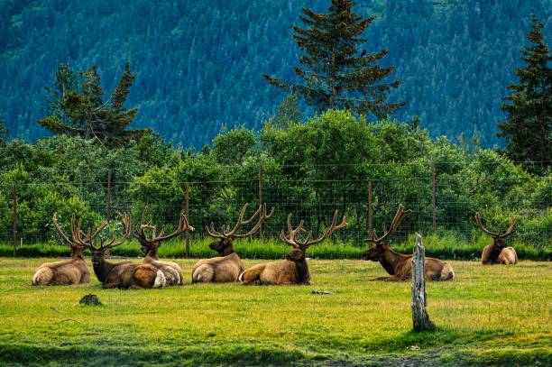 Group of elk resting in a grassy field with a forested mountain backdrop