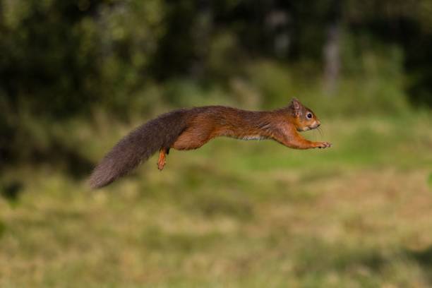 istock Red squirrel mid-air jump in forest 2175967812