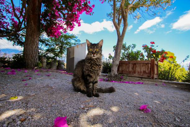 istock Fluffy cat in a blooming garden under a bright blue sky. 2175968179