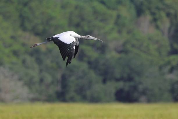 istock Wood Stork in Flight Against Forest Background 2175968247