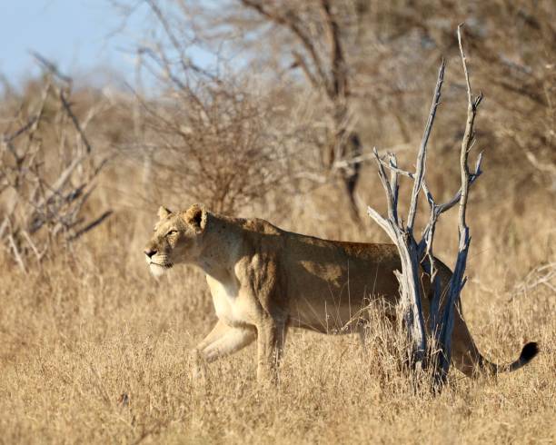 istock Lioness on the hunt 2175968266