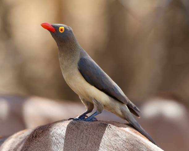 pico rojo pico rojo - picoteador fotografías e imágenes de stock