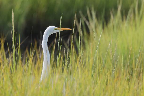 istock Great Egret in Tall Green Grass 2175968346