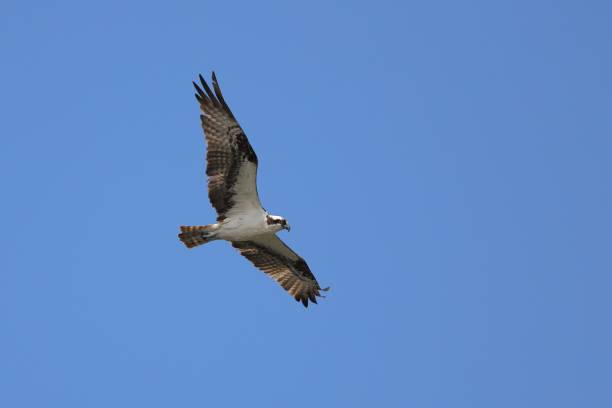 istock Osprey in flight against clear blue sky 2175968348