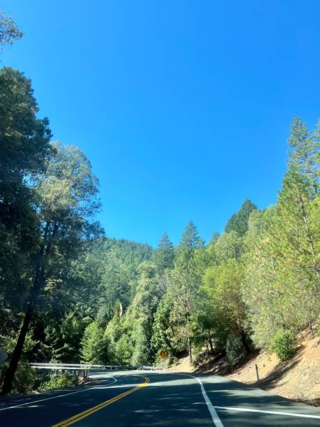 istock Scenic winding road through lush forest 2175968369