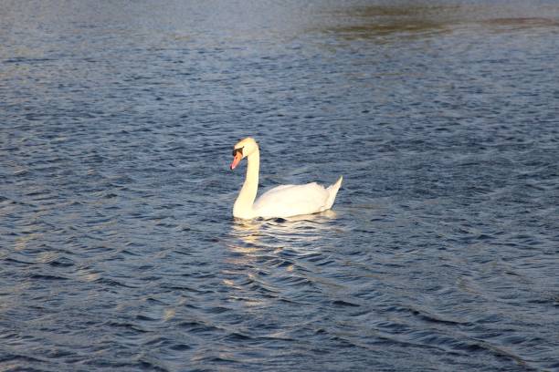 istock White swan gracefully gliding in the water 2175968416