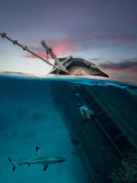 istock Diver and shark exploring shipwreck at sunset 2175968682