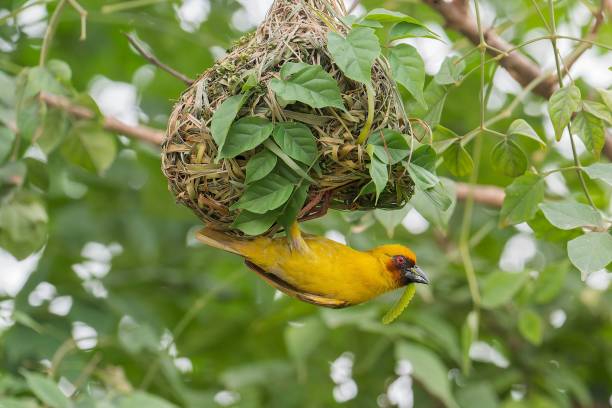 istock Yellow bird building nest in tree with green leaves. 2175969254