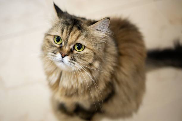 istock Fluffy cat with green eyes looking up 2175969257