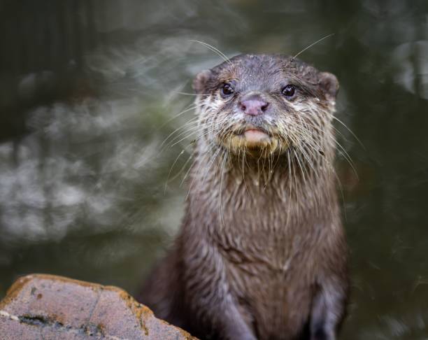 istock Curious otter close-up with blurred water background. 2175969286