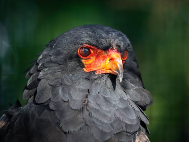 Close-up of a Bateleur eagle with striking red and black plumage against a blurred green background.