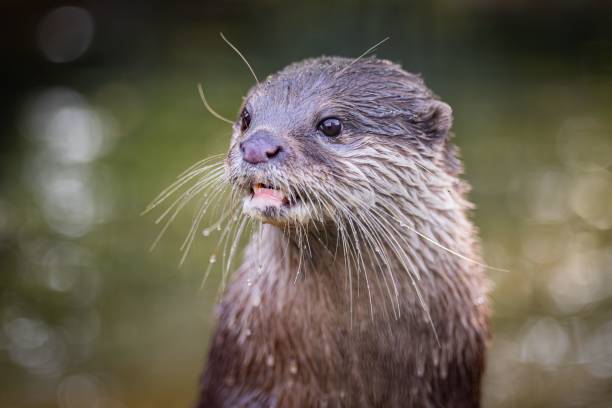istock Close-up of a wet otter 2175969329