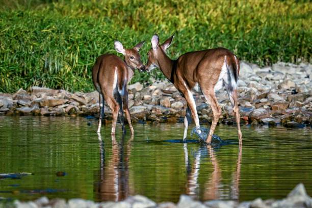 istock Deer siblings take a break from frolicking in a cool river to touch noses. 2175969341