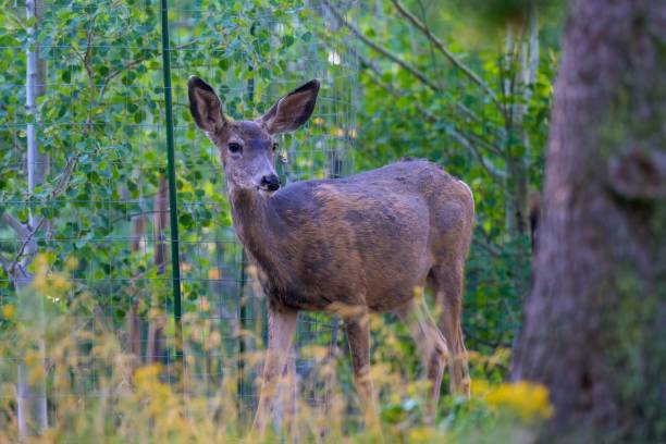 istock LARGE WHITE TAILED DEER STANDING IN UNDERBRUSH IN SUNRIVER IN DESCHUTES COUNTY OREGON 2175969389