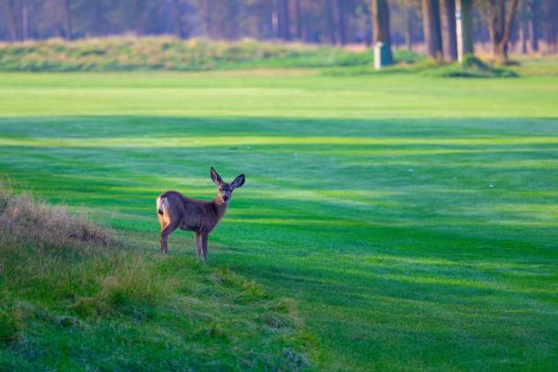 istock A YOUNG WHITE TAIL DEER ON THE FAIRWAY OF A GOLF COURSE AT SUNRIVER OREGON 2175969403