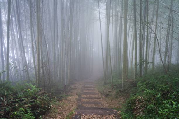 istock Misty bamboo forest with wooden pathway 2175969442