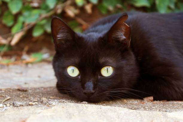 istock Black cat with yellow eyes lying on stone surface 2175969710