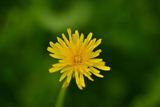 istock Vibrant Yellow Dandelion Flower Close-up 2175969721
