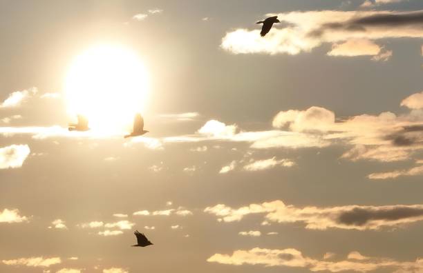 istock Birds flying in the sky during sunset. 2175969761