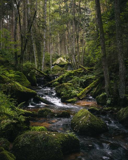 A shallow stream flows through the lush green forest of the Szalajka Valley near Szilvásvárad. The crystal-clear water reveals colorful pebbles beneath the surface, creating a peaceful natural scene.