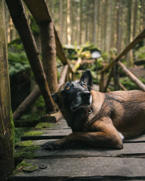 A Belgian Shepherd dog lying on a wooden bridge in a forest, looking up with a curious expression.