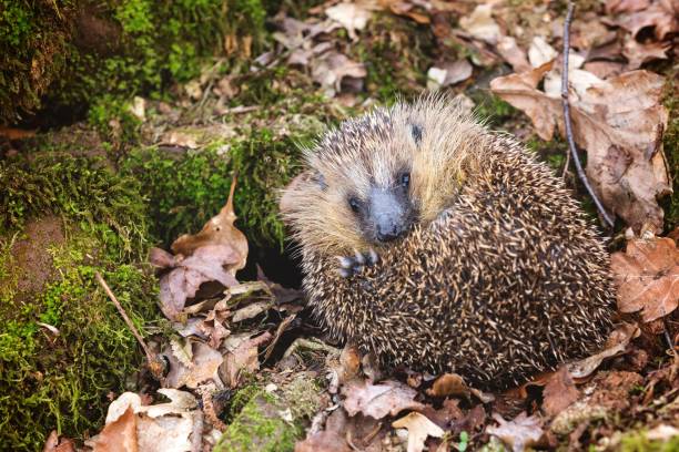 istock Hedgehog curled up in a forest 2175970964