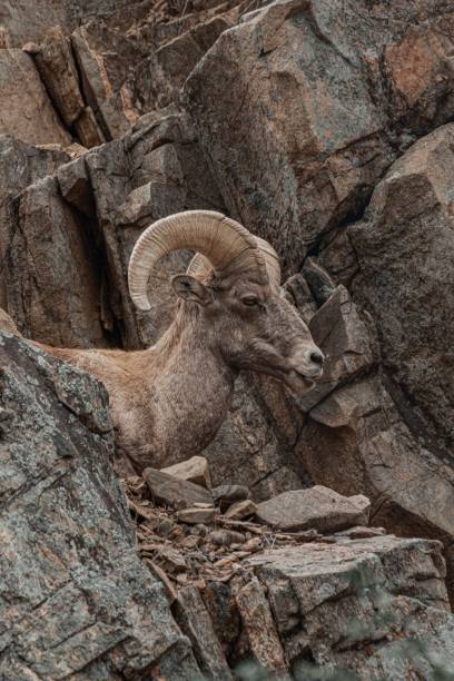 istock Bighorn sheep on rocky terrain 2175971036