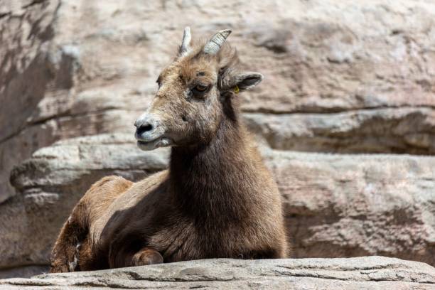 istock Mountain goat resting on rocky terrain. 2175971042