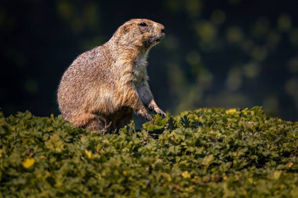 istock Groundhog standing in a green field 2175971139