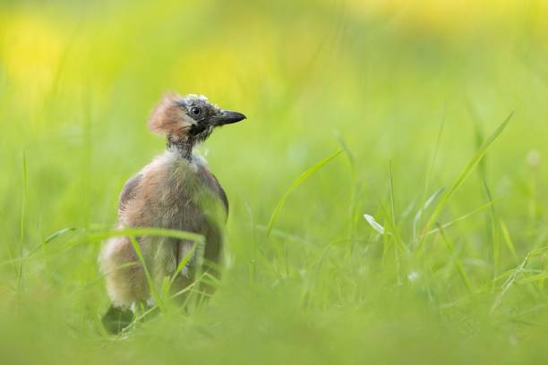 A close-up of a Bedraggled Jay in long grass