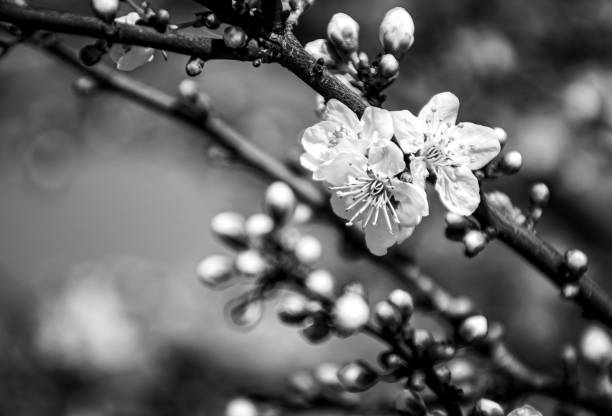 Black and white close-up of blooming cherry blossoms on a branch, with blurred background.