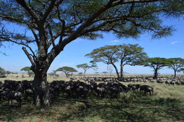 istock Wildebeest and zebra in the Serengeti 2175971656