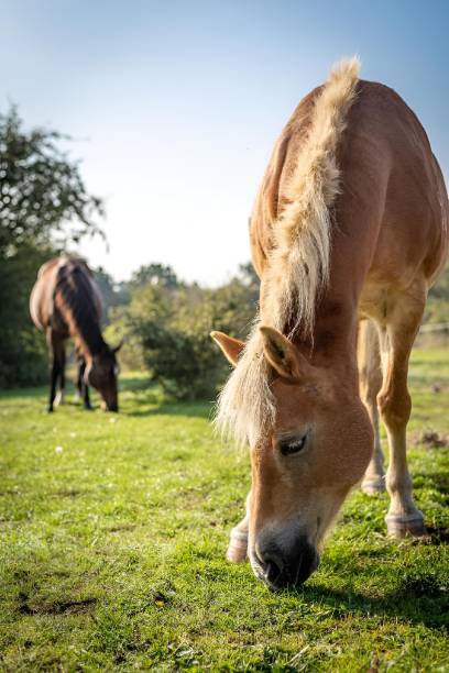 istock Horses Grazing in a Sunny Field 2175971702