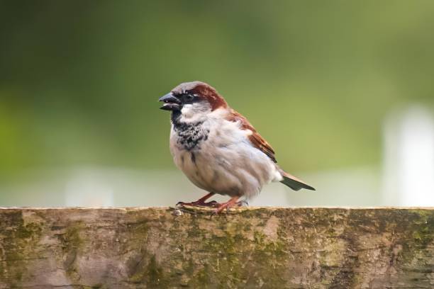 istock Sparrow perched on a mossy wooden fence 2175971725