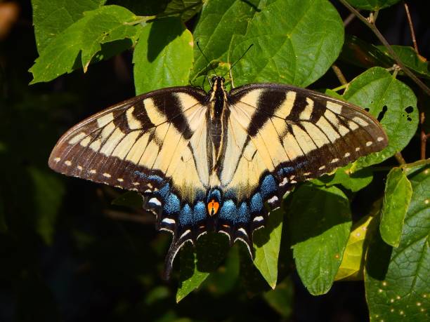 istock Eastern Tiger Swallowtail butterfly on green leaves 2175971777