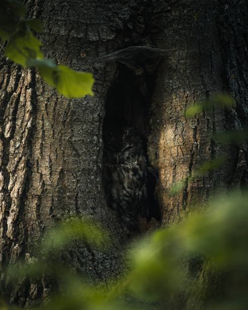 An owl camouflaged in a tree hollow with surrounding foliage in a forest setting.