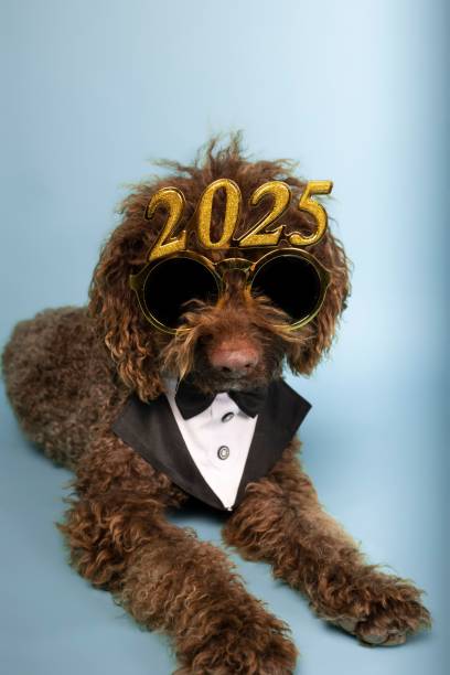 istock Elegant lying poodle with festive 2025 glasses 2175972193
